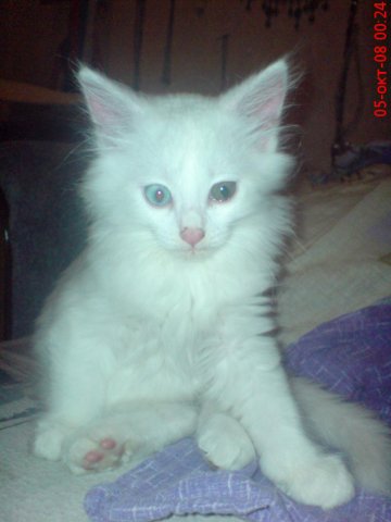 2008 год