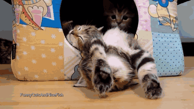 gifs_24