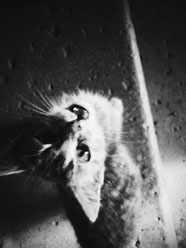 SP_A7240 копия