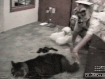 gif_files_cat