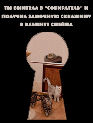 cat2