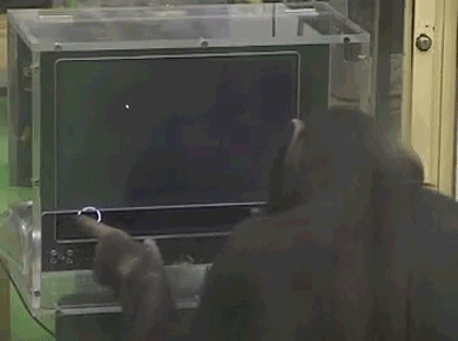 гифки-память-обезьяна-живность-863766