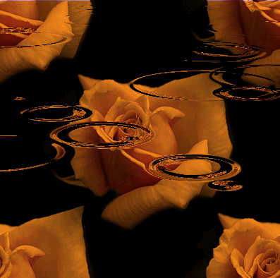 розы и вода