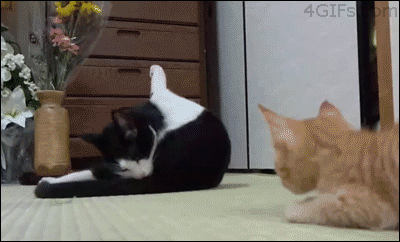 гифки-котэ-живность-878638