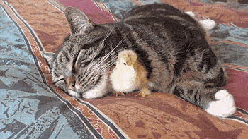 котэ