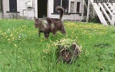 findthecat13[1]