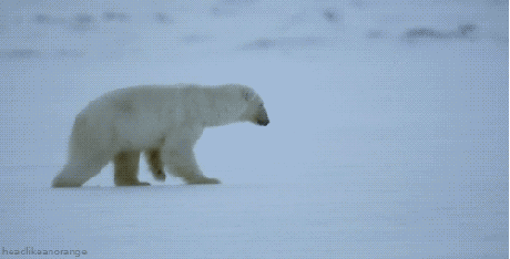 медведь и лед