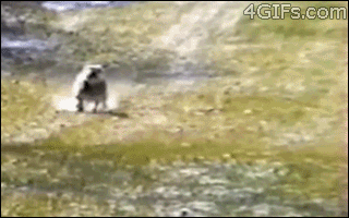 Fungif_06