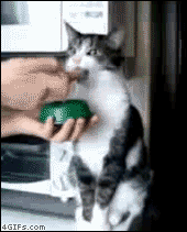 Cat_noms