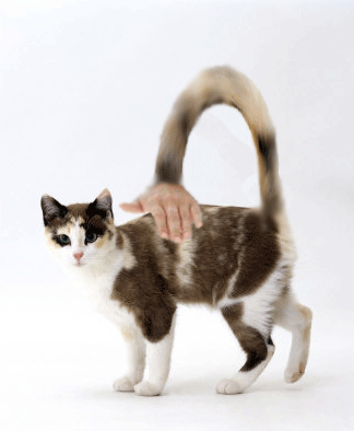 1235984133_catstroke