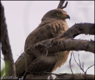 eagle