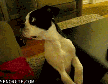 1343290908_gifs_14