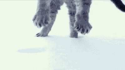 cat & snow jmp