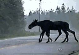 непонятное животное