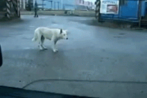 пес