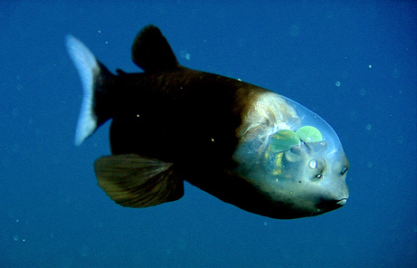 090223-01-fish-transparent-head-barreleye-pictures_big