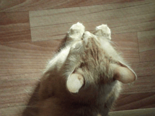 DSCF4672ГИФ