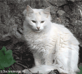 Кошак
