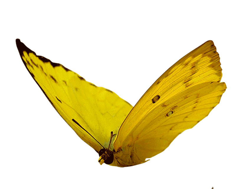 Жёлтая бабочка. Бабочки на белом фоне. Желтая бабочка на белом фоне. Бабочки летают.