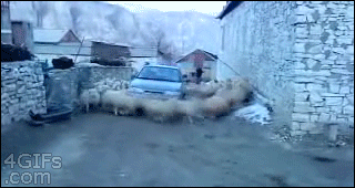 Car-sheep-cyclone