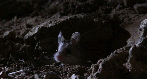мышка поднимает зомби