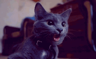 funny-gif-cat-large-tongue-moving
