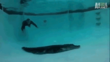 крокодил в бассейне