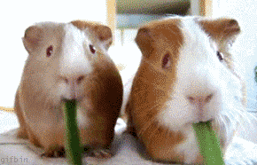 guineapigsnom
