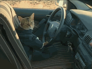 cat_driving_car_gif
