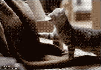 post-13893-Tabby-kitten-climbs-into-bed-oAGc