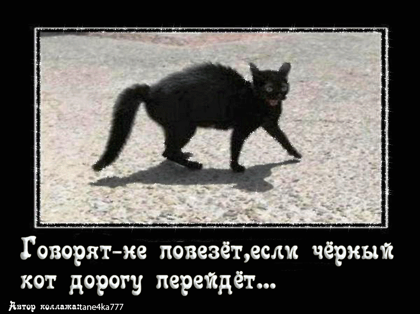 Чёрный кот. Если черный кот дорогу перейдет. Только черному коту и невезет. Только черному коту и не везет. Черный кот песня mp3