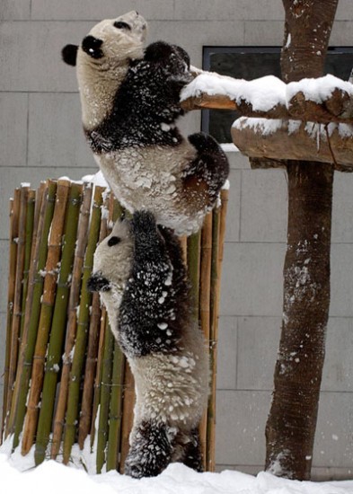 panda