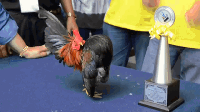 gifki-petukh-derzky-781861