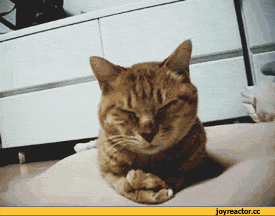 Fungif_28