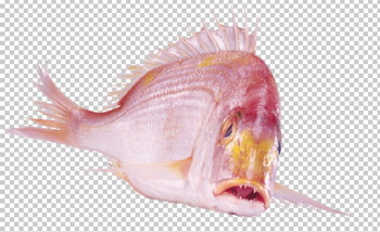 66-animals-fish-1