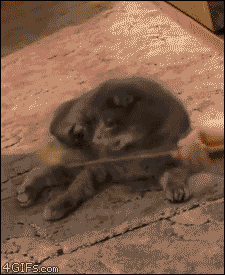 some_of_the_best_gifs_of_2012_16