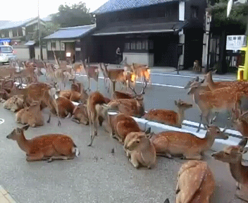 gifs_03