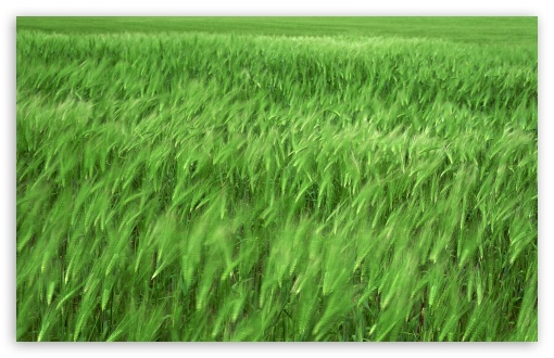 green_wheat_field_1-t2