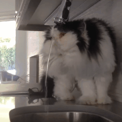 gif-котэ-живность-все-тлен-1051826