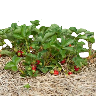 земляника2