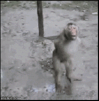 1254408743_gif_26