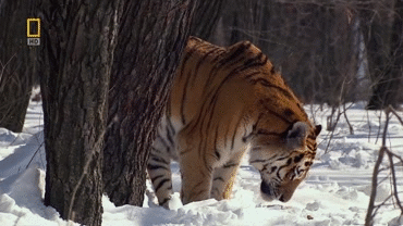 gifs_08