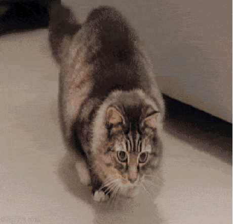 gifs_24