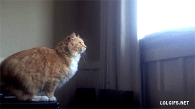 Котик прыгает