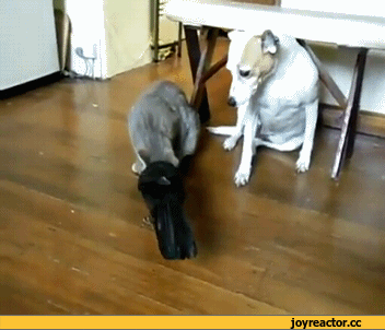 гифки-живность-заботливый-ворон-1036527[1]