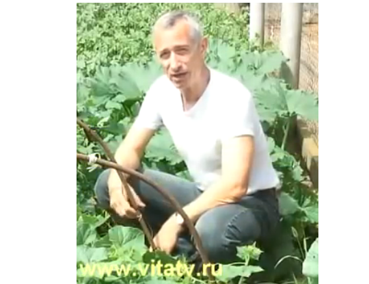 огурцов
