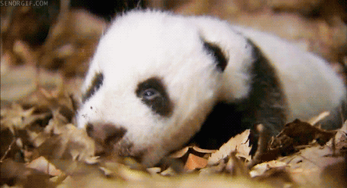 gifki-panda-490329