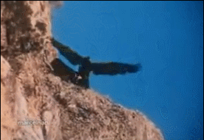 Fungif_03