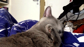 Fungif_02
