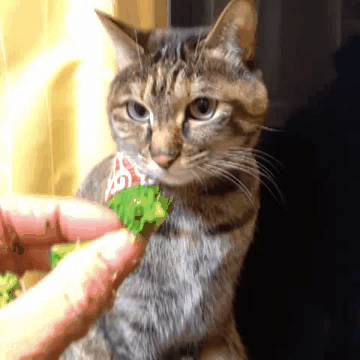 gifs_14